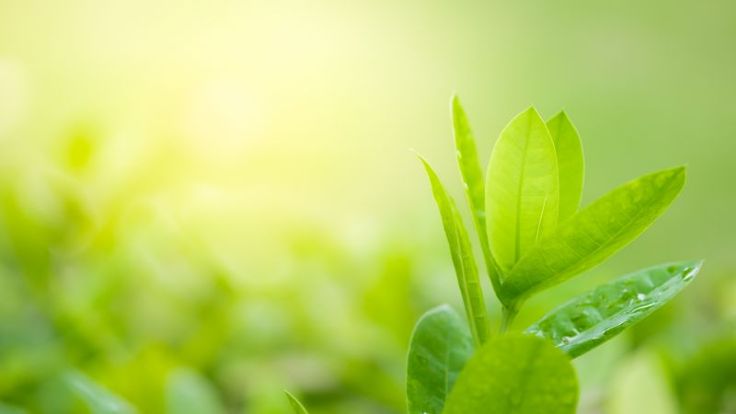 Close-up of fresh green leaves – Vibrant new growth with a blurred background and sunlight filtering through, symbolising nature and renewal.