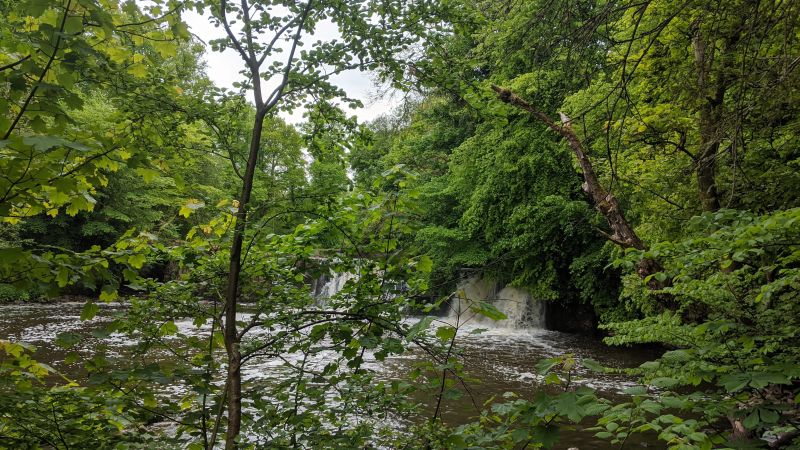 A waterfall can be seen through leafy green trees.